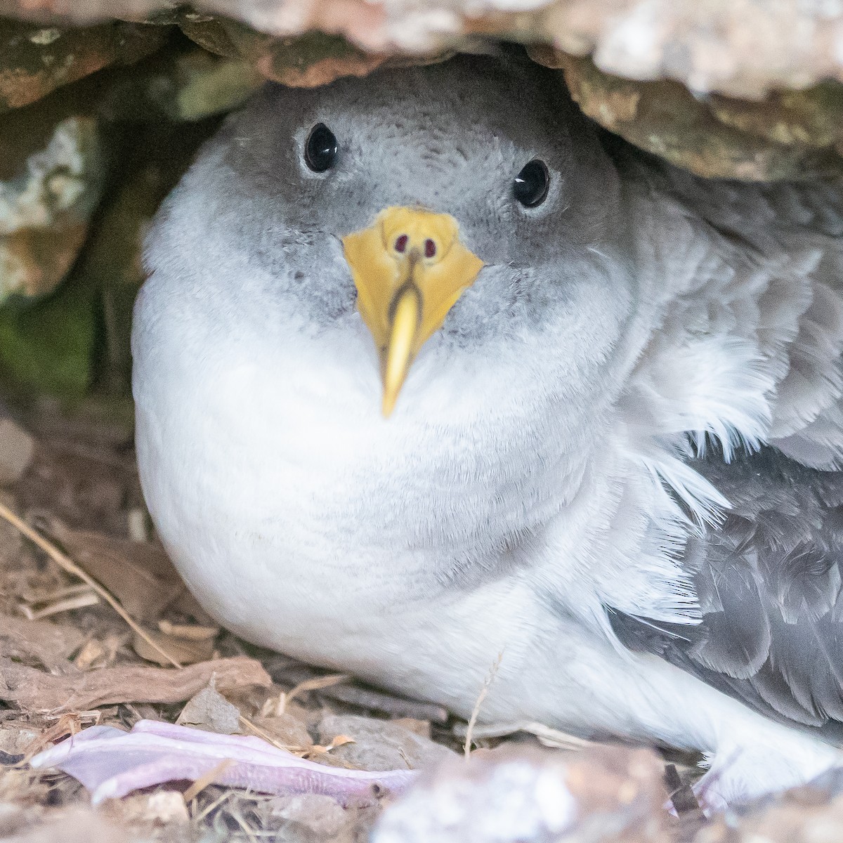 Cory's Shearwater (borealis) - ML610995548