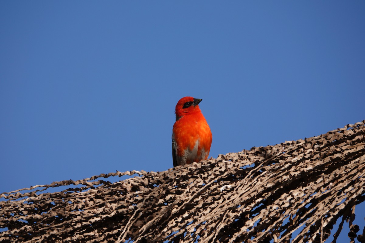 Red Fody - ML610995566
