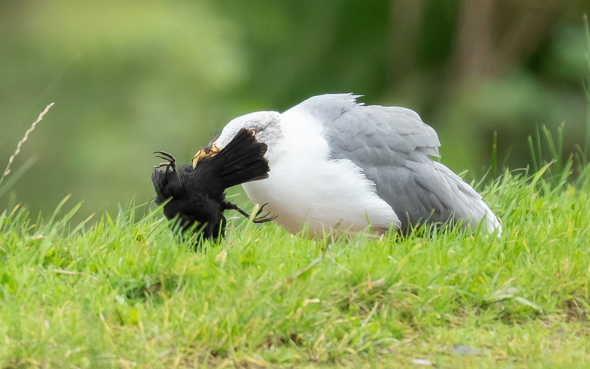 Yellow-legged Gull (atlantis) - ML610995622