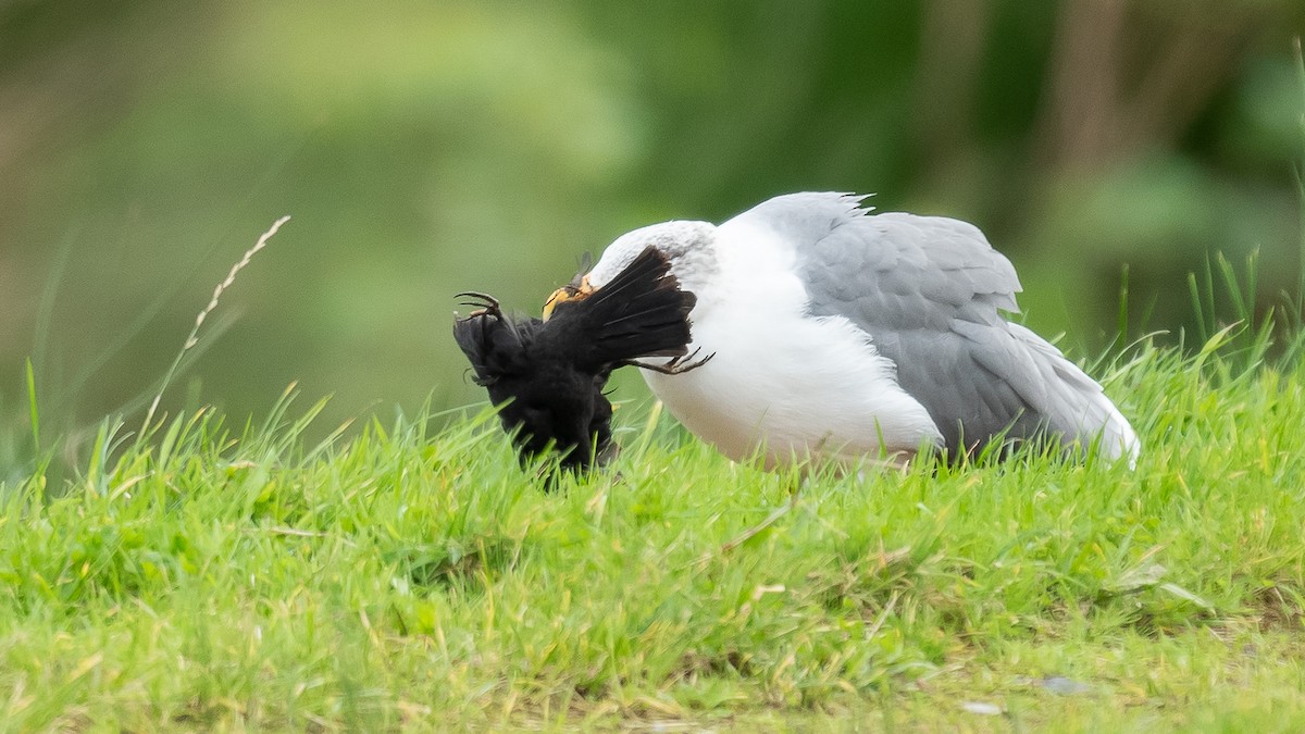 Yellow-legged Gull (atlantis) - ML610995630