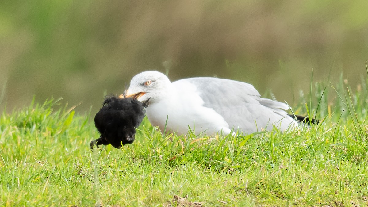 Yellow-legged Gull (atlantis) - ML610995631