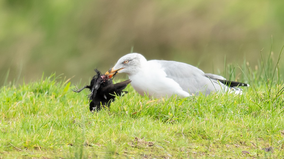 Yellow-legged Gull (atlantis) - ML610995632