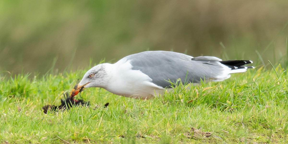 Yellow-legged Gull (atlantis) - ML610995633