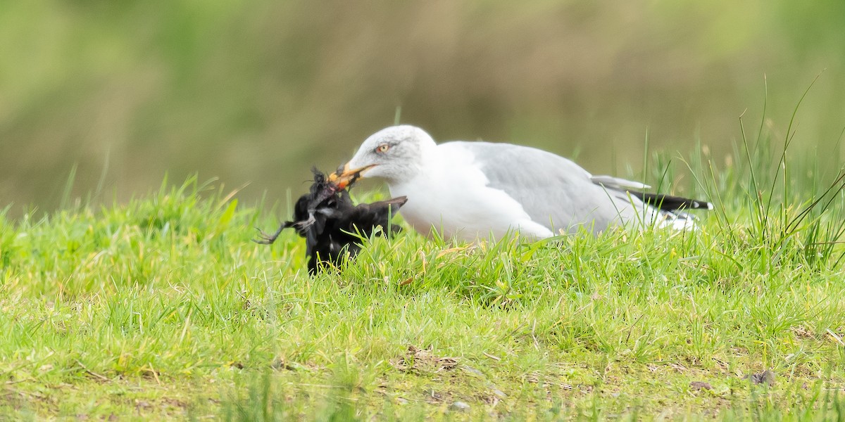 Yellow-legged Gull (atlantis) - ML610995634