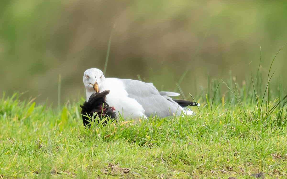 Yellow-legged Gull (atlantis) - ML610995635