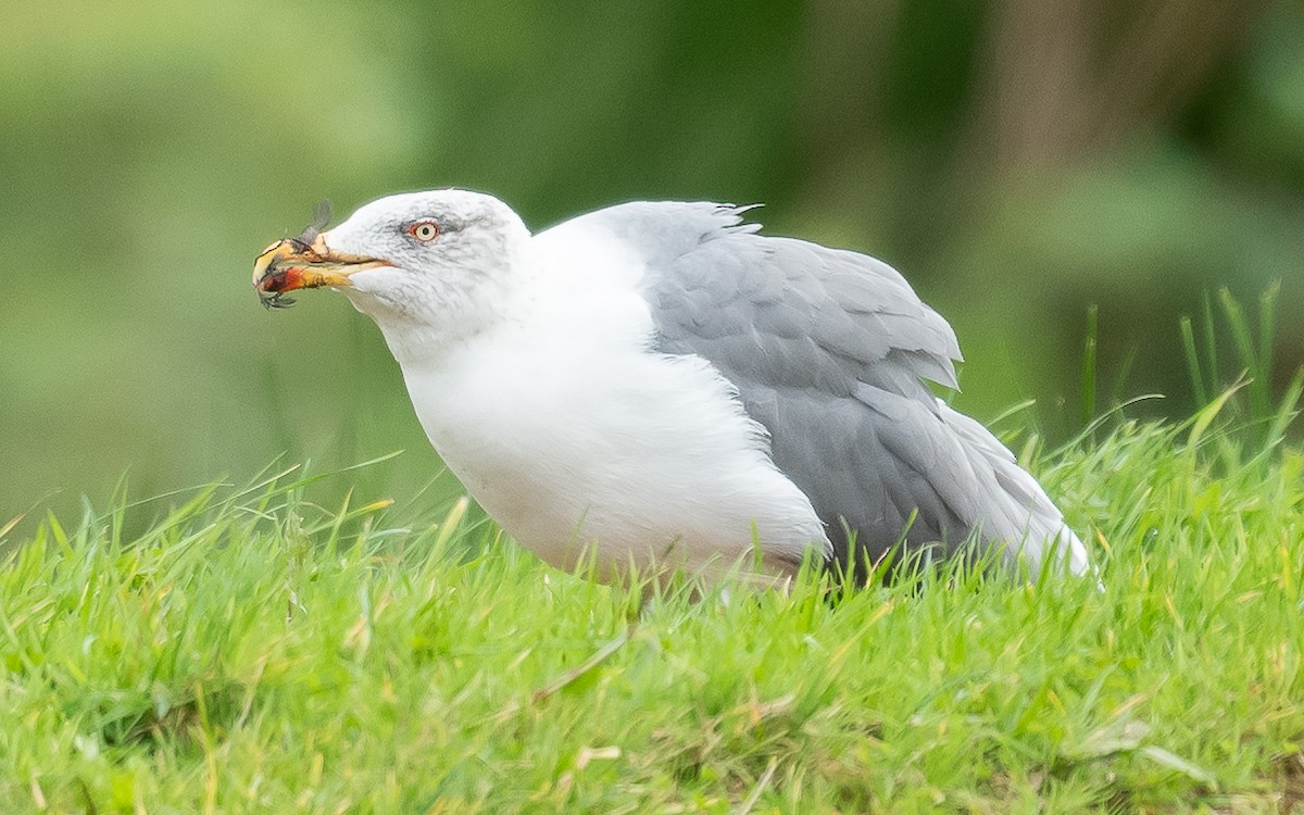 Yellow-legged Gull (atlantis) - ML610995640
