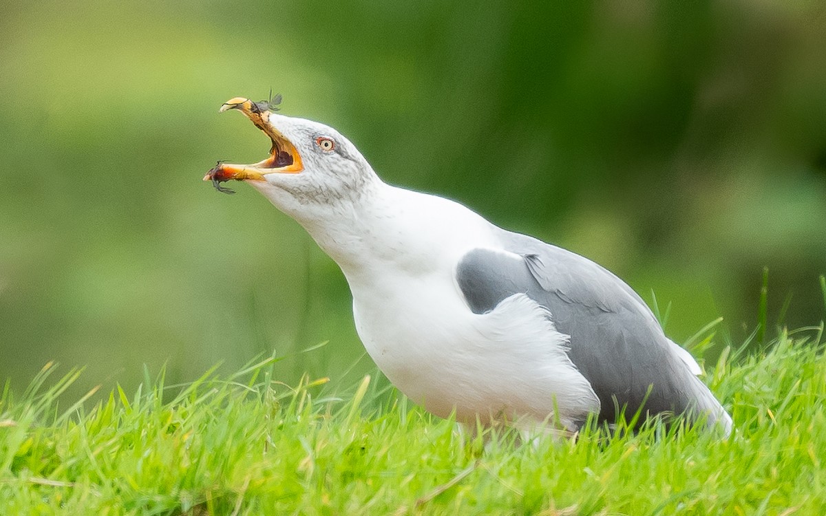 Yellow-legged Gull (atlantis) - ML610995643