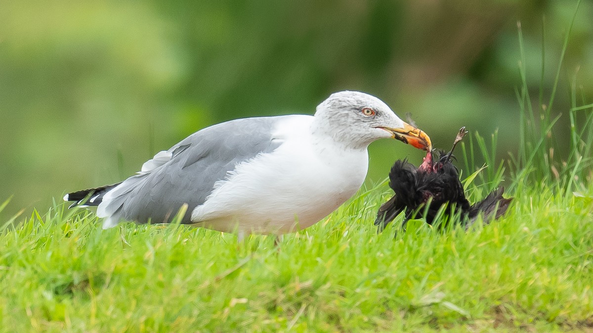 Yellow-legged Gull (atlantis) - ML610995644