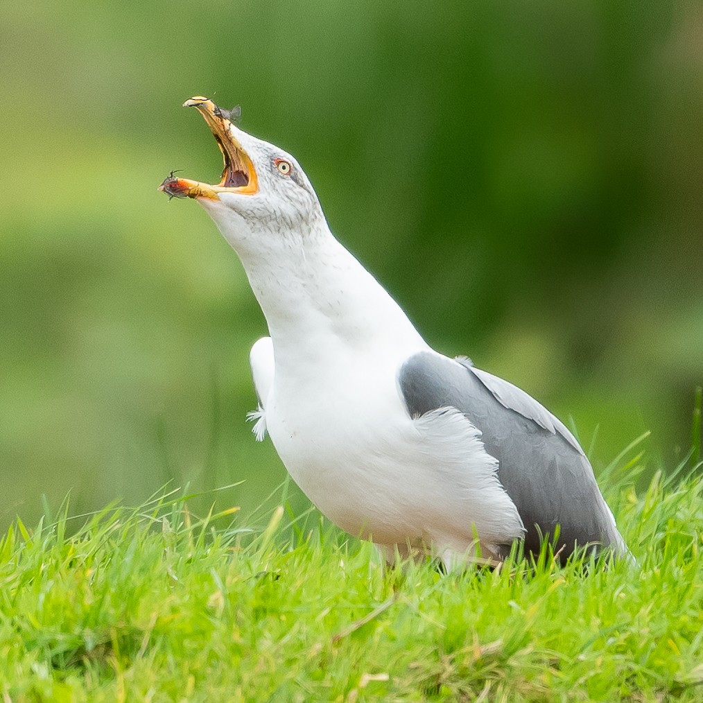 Yellow-legged Gull (atlantis) - ML610995645