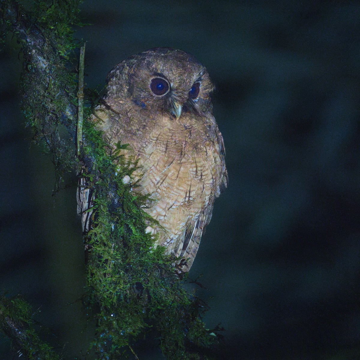 Rufescent Screech-Owl (Colombian) - ML610995652