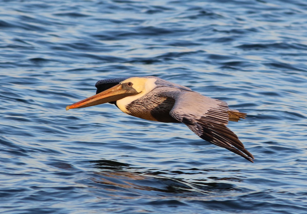 Brown Pelican - ML610995689