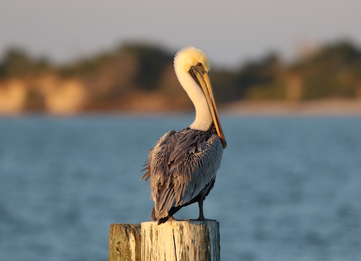 Brown Pelican - ML610995691