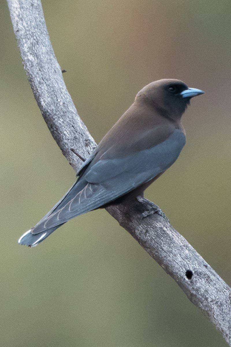 Little Woodswallow - Rick Skoroszewski