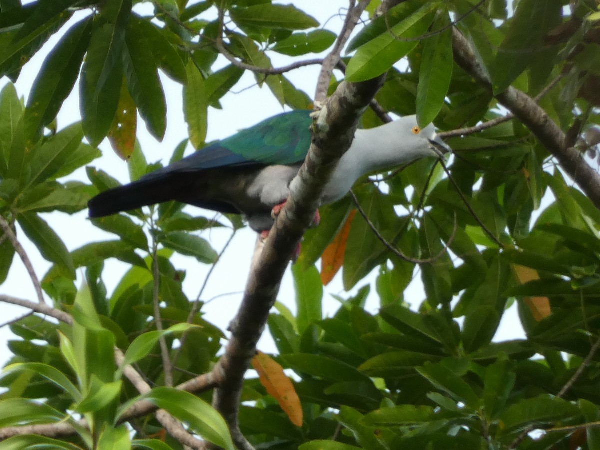 Geelvink Imperial-Pigeon - ML610995749