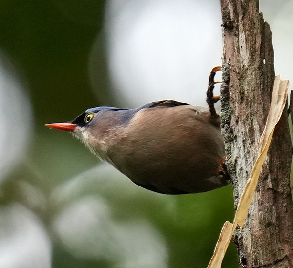 Velvet-fronted Nuthatch - ML610995758