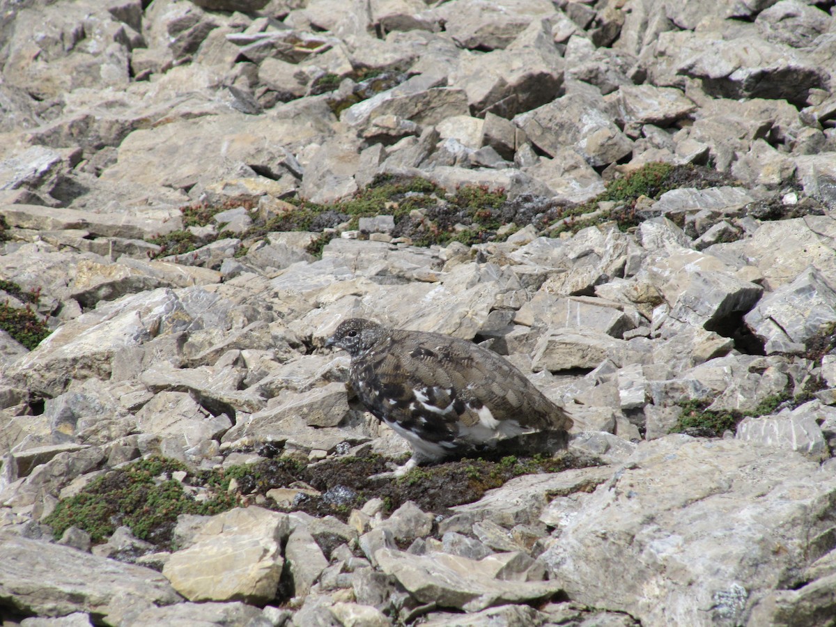 White-tailed Ptarmigan - Gaspard Tanguay-Labrosse