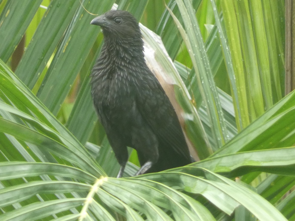 Lesser Black Coucal - ML610995889