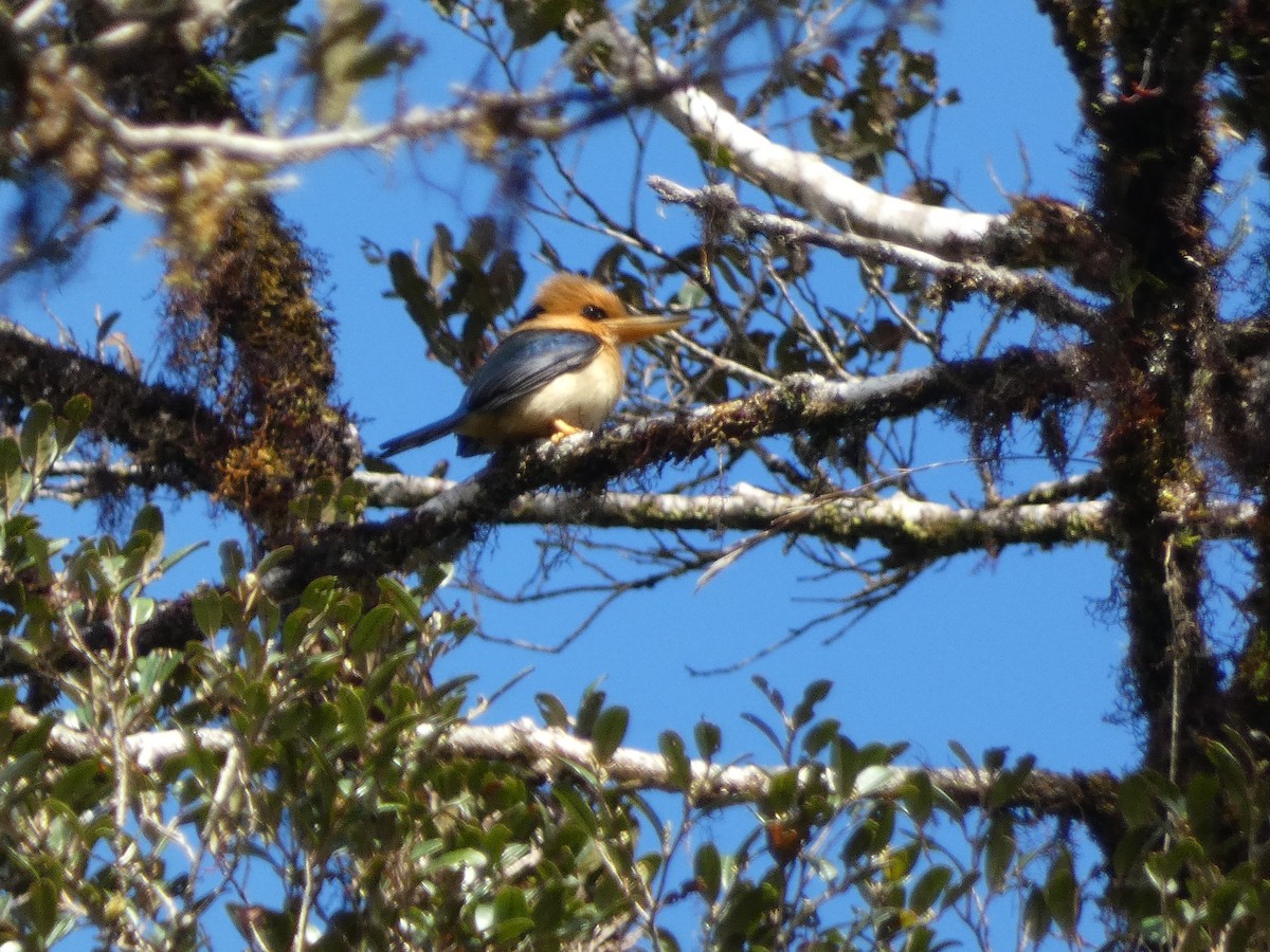 Mountain Kingfisher - ML610995942