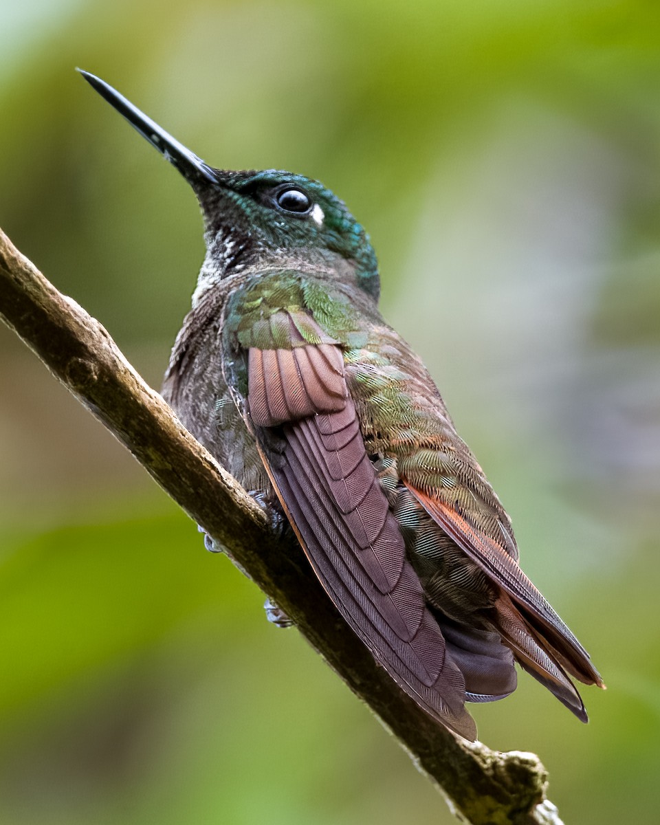 Colibrí Colirrojo - ML610995967