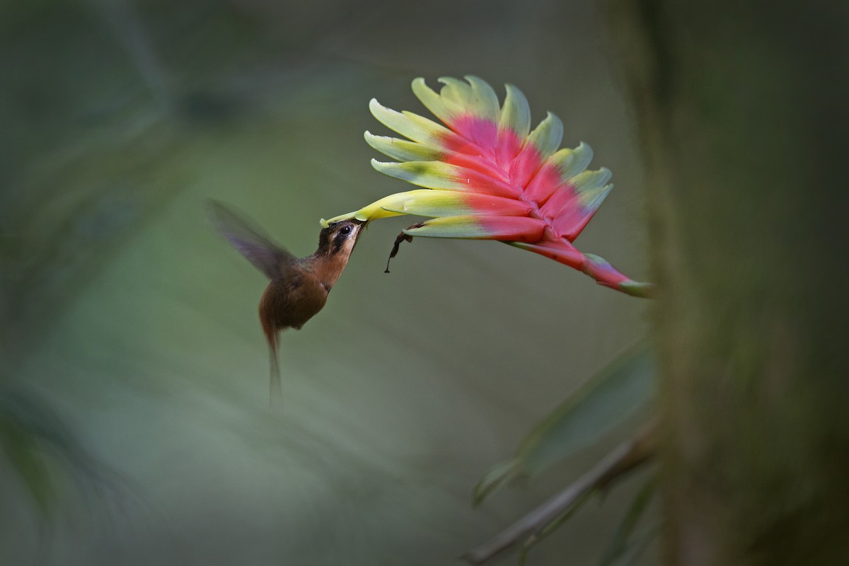 kolibřík malý - ML61099601