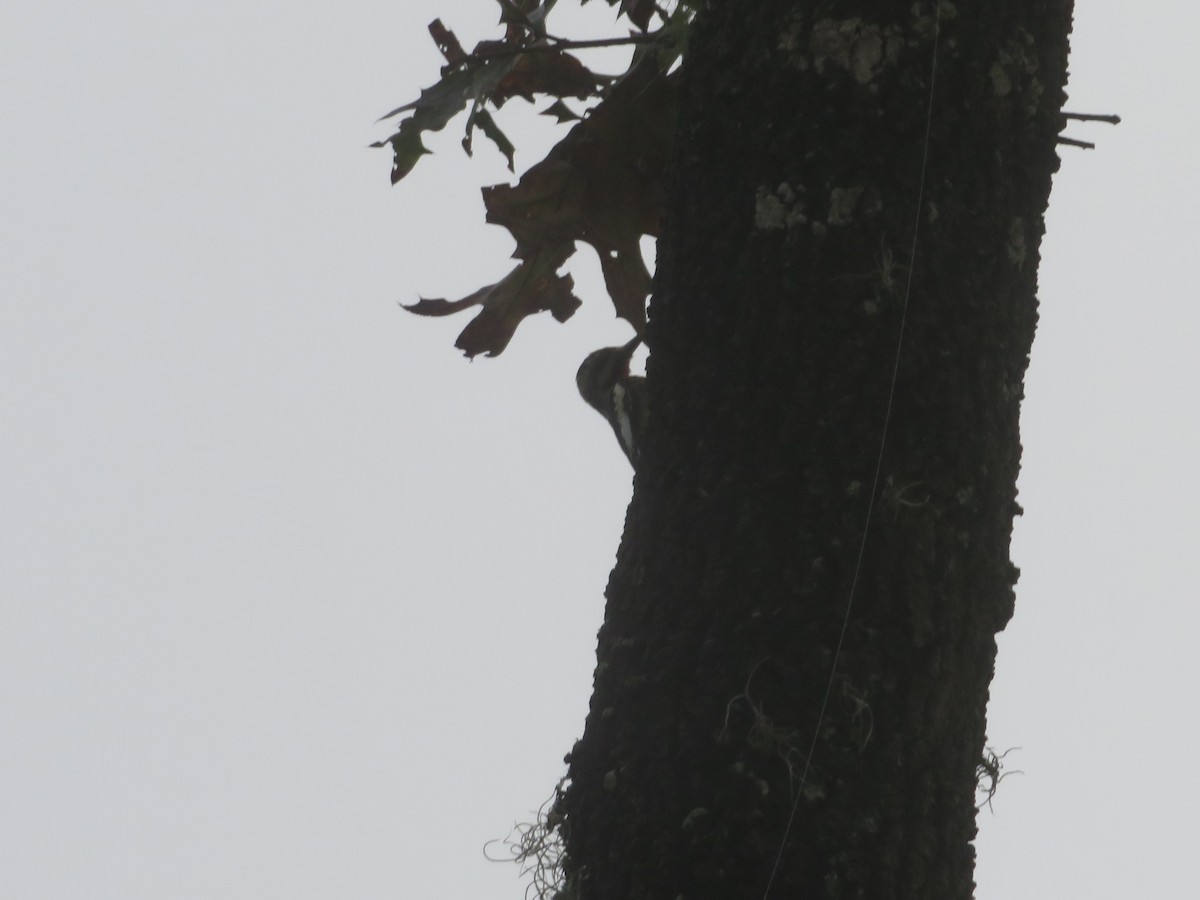 Yellow-bellied Sapsucker - ML610996026