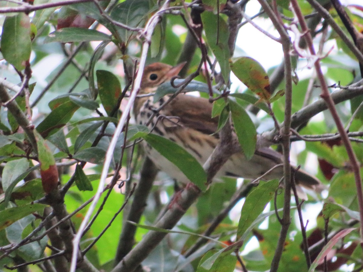 Ovenbird - ML610996073