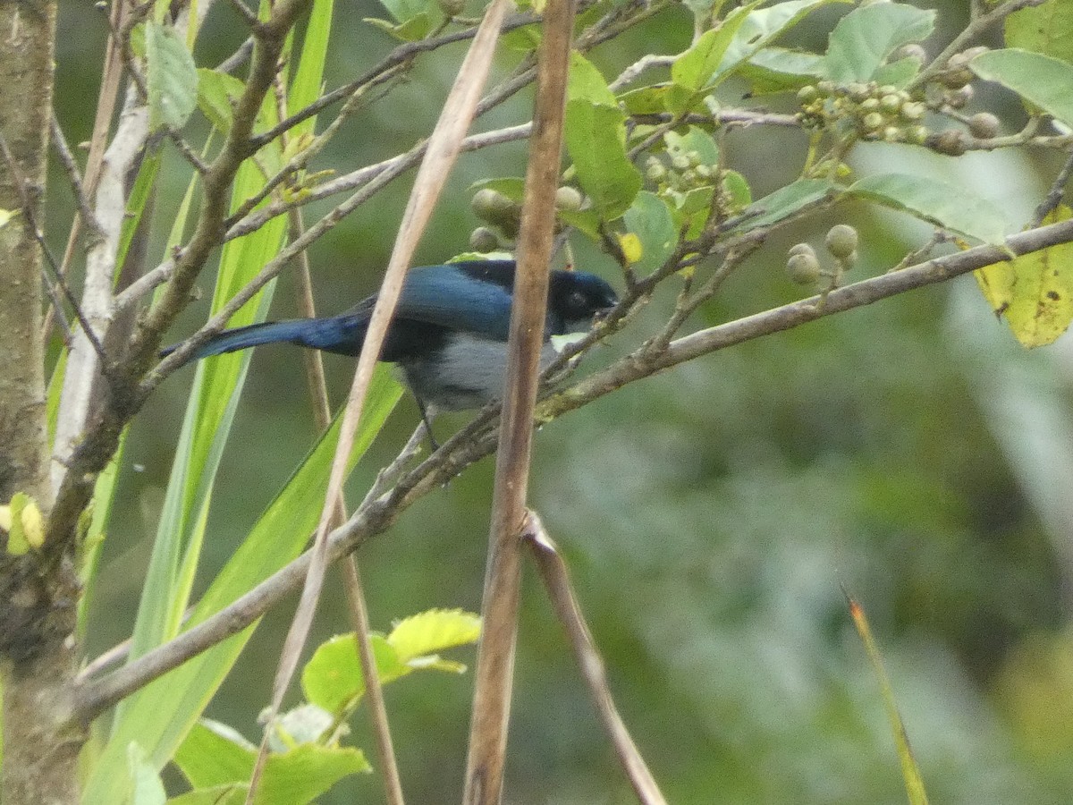 Fan-tailed Berrypecker - ML610996100