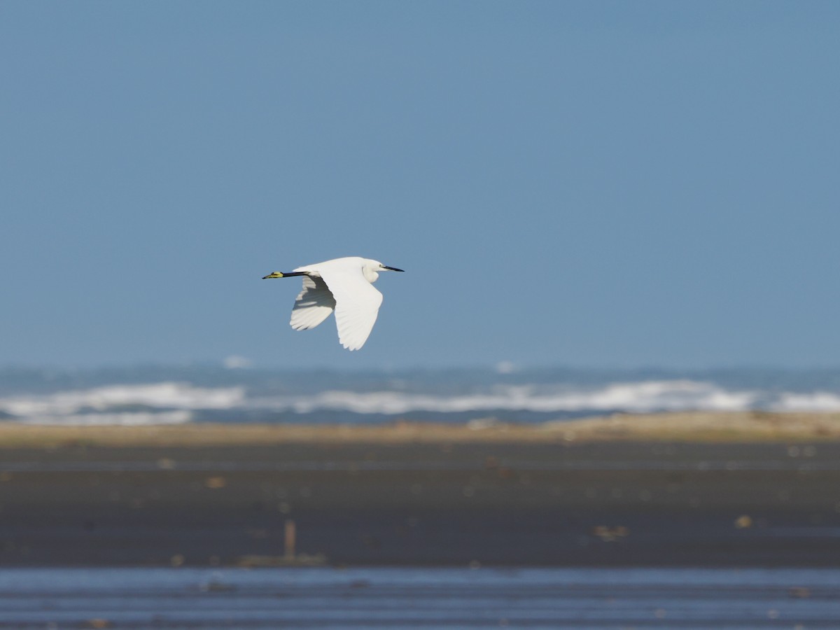 Little Egret - ML610996191