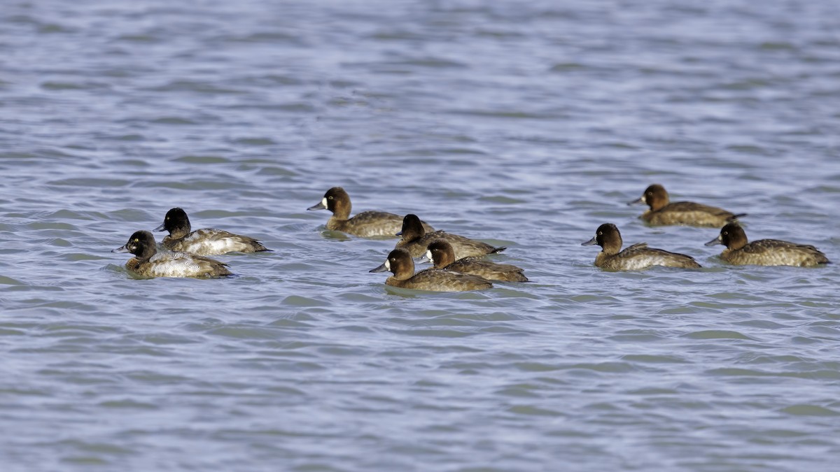 Lesser Scaup - ML610996296