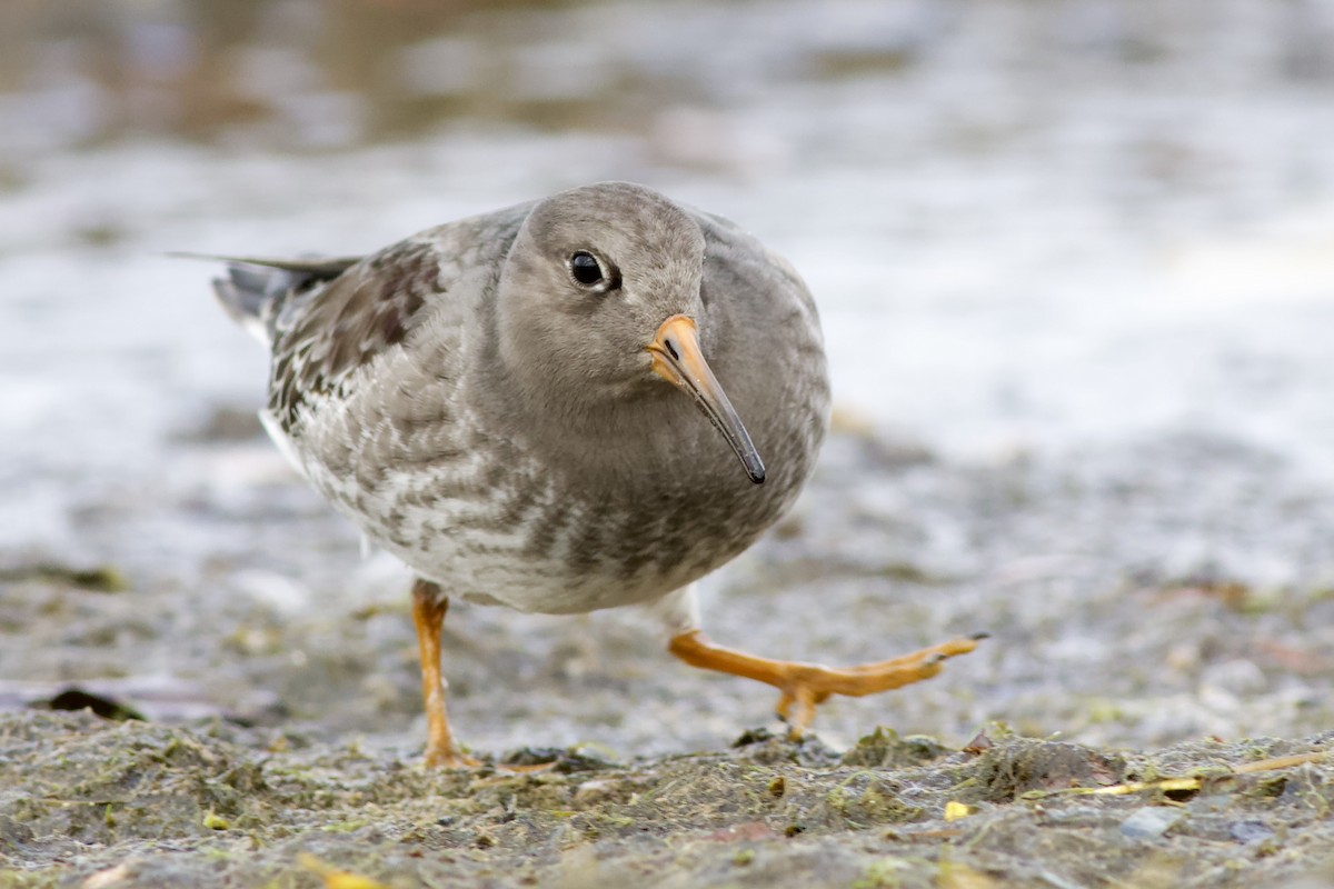 Purple Sandpiper - ML610996418