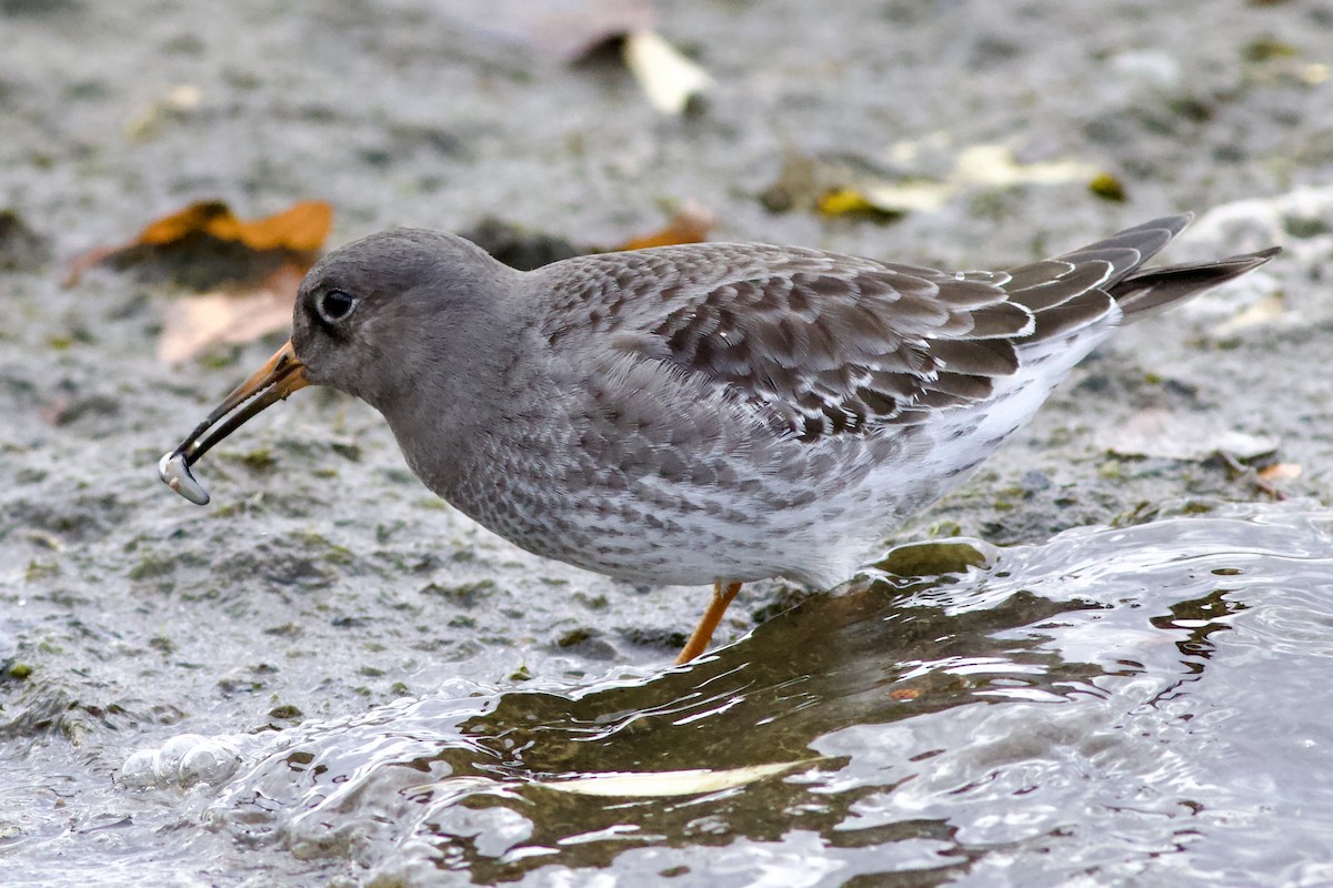 Purple Sandpiper - ML610996420