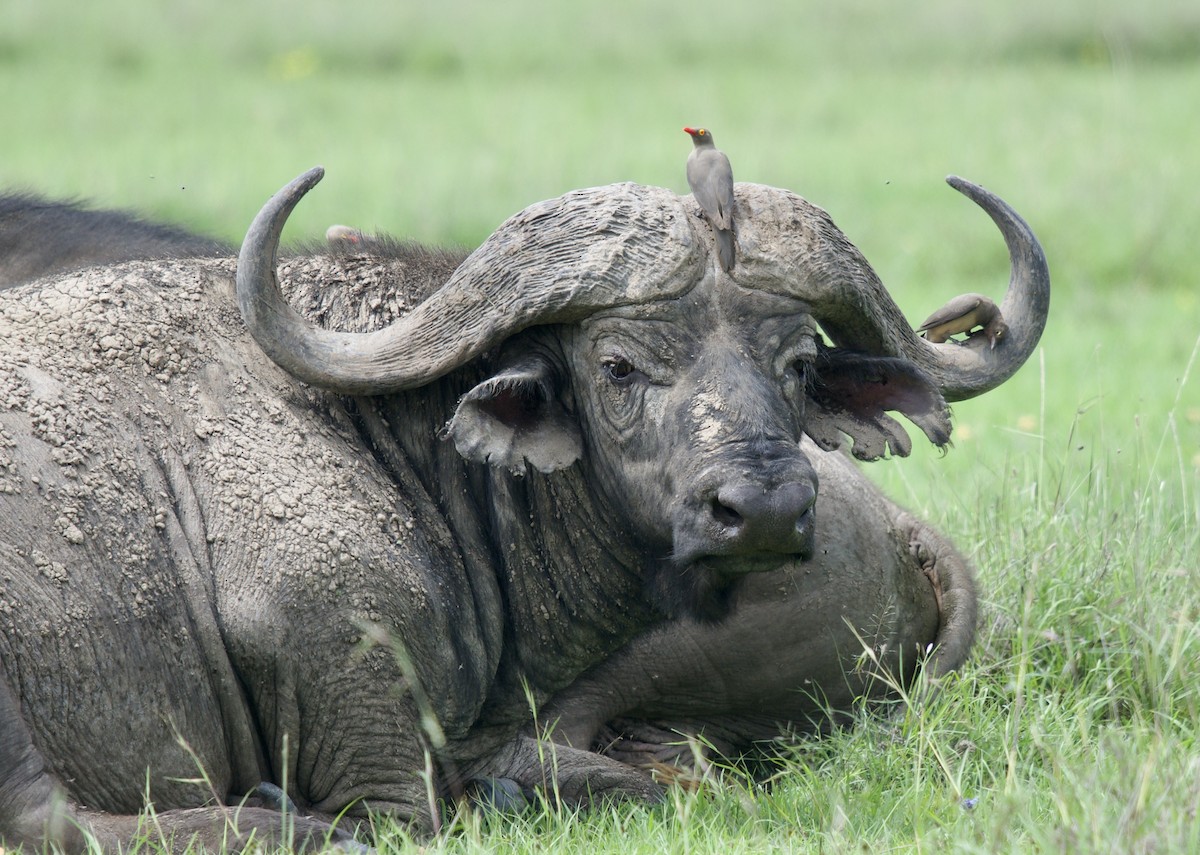 Red-billed Oxpecker - ML610996481