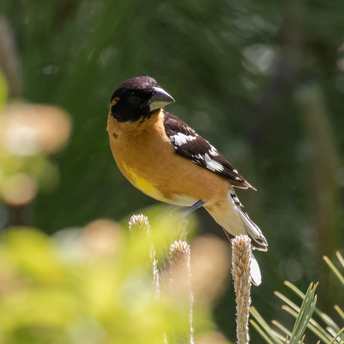 Black-headed Grosbeak - ML61099651