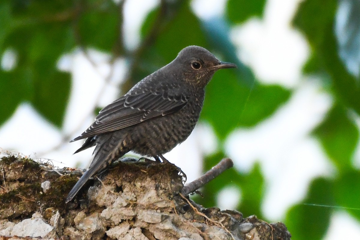 Blue Rock-Thrush - ML610996516