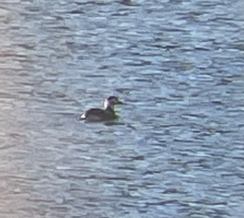 Long-tailed Duck - ML610996532