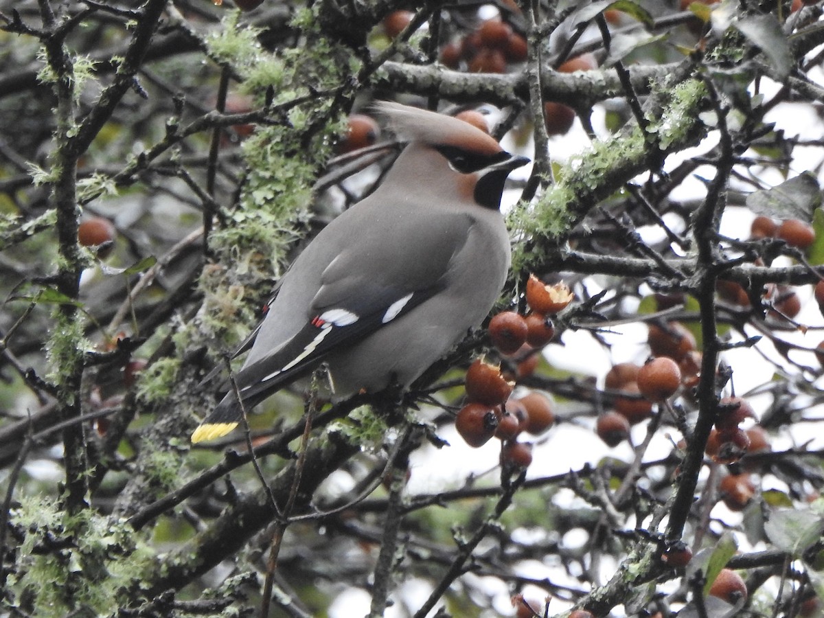 Bohemian Waxwing - ML610996661