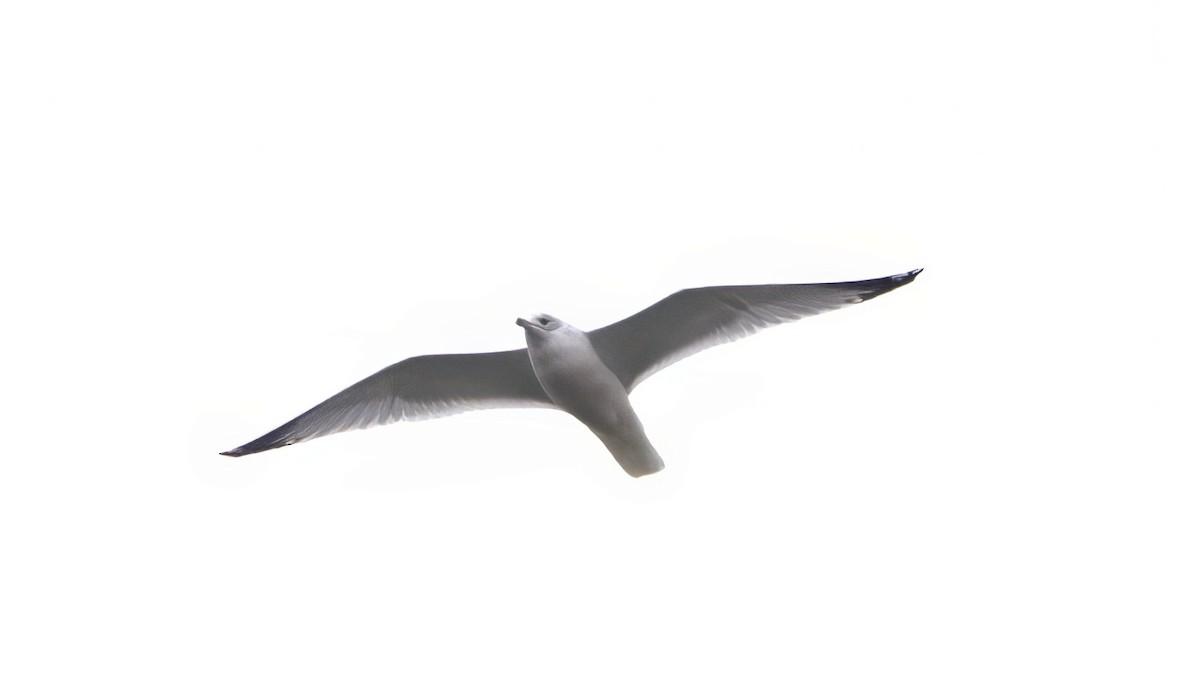 Ring-billed Gull - ML610996680