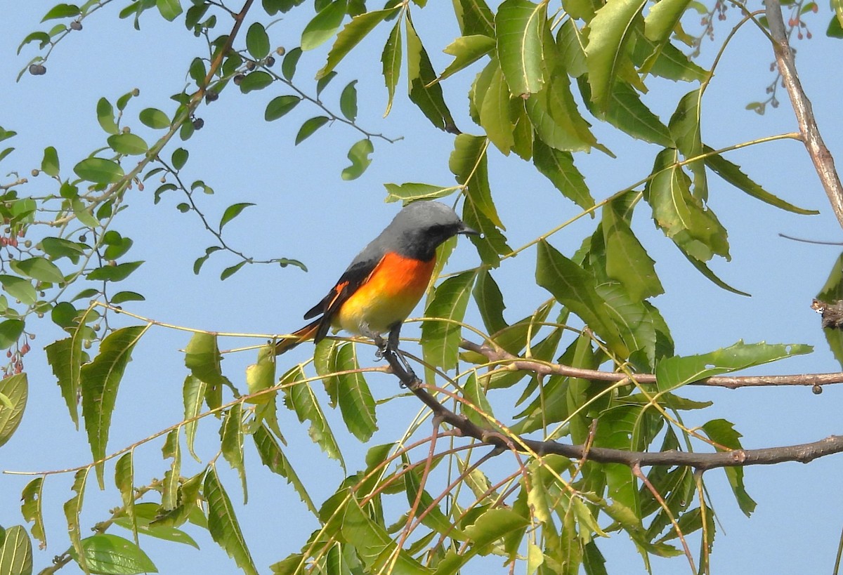 Small Minivet - ML610996685
