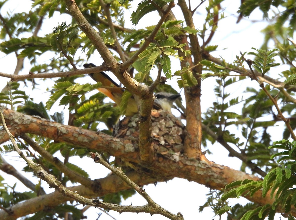 Small Minivet - ML610996686