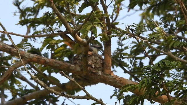 Zwergmennigvogel - ML610996689