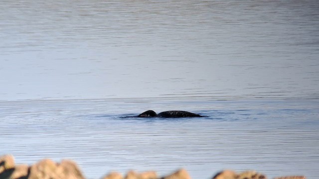 Common Loon - ML610996692