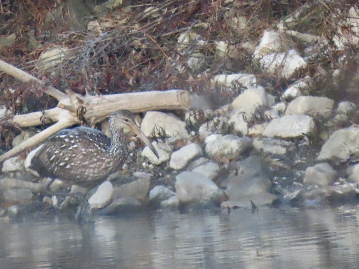 kurlan chřástalovitý - ML610996728