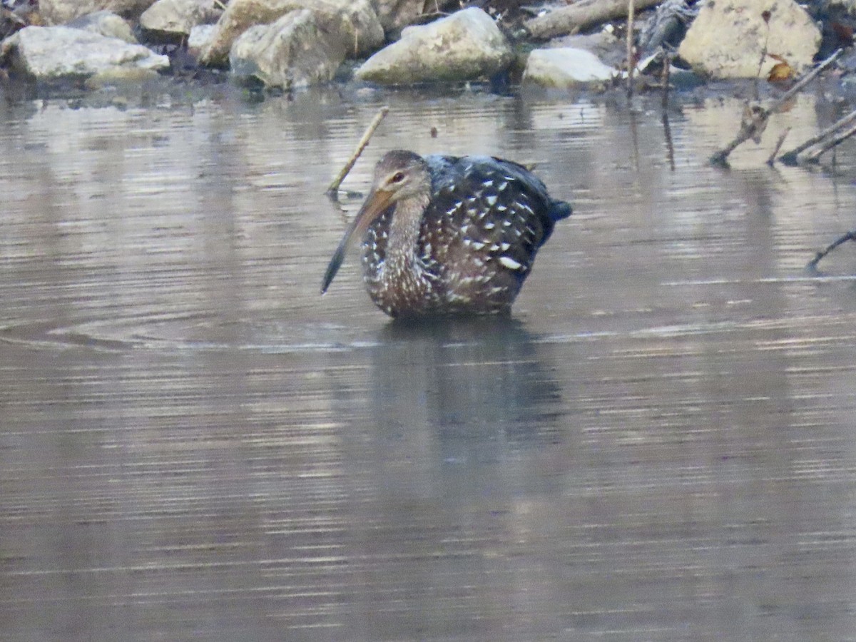 kurlan chřástalovitý - ML610996729