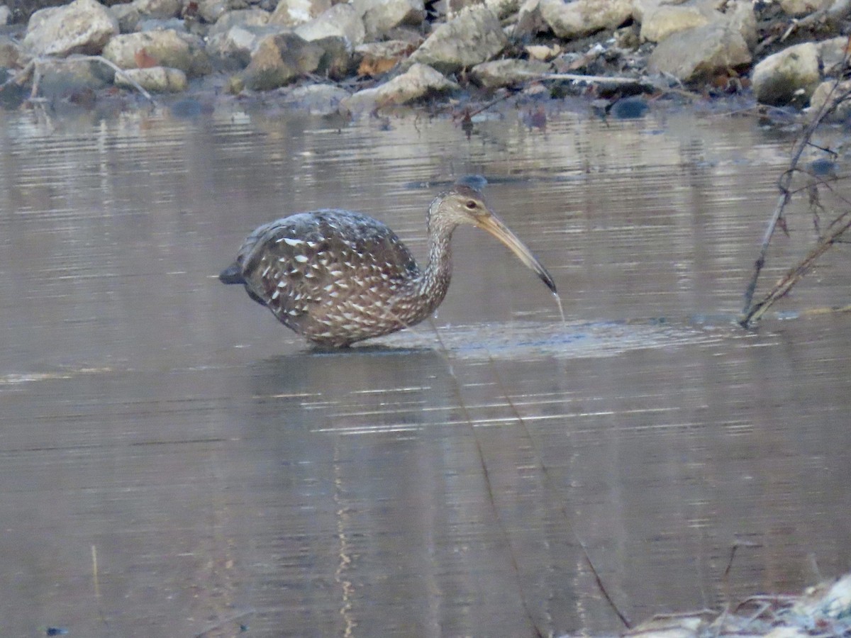 kurlan chřástalovitý - ML610996730