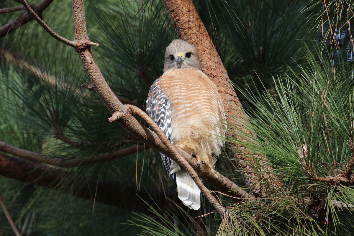 Red-shouldered Hawk - ML610996742