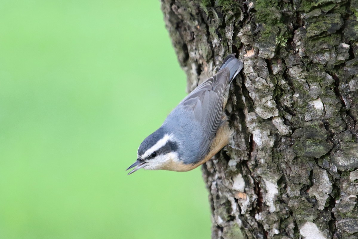 Red-breasted Nuthatch - ML610996744