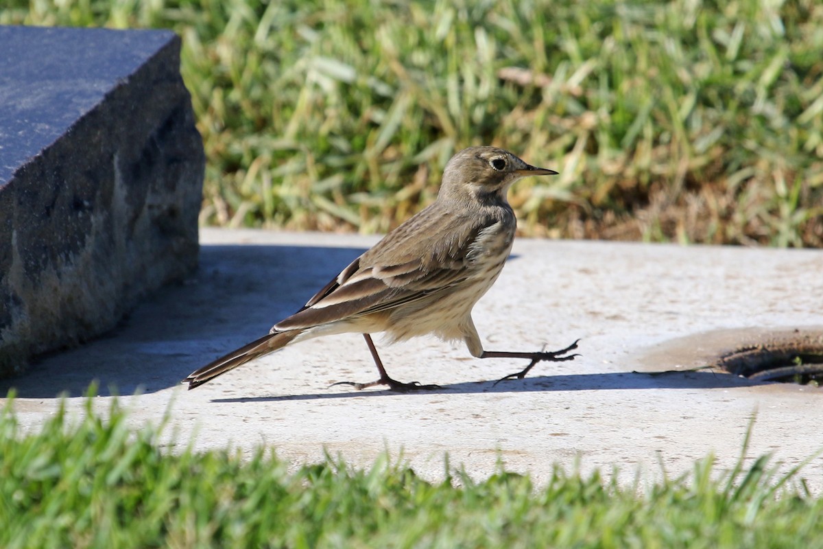 Pipit d'Amérique - ML610996774