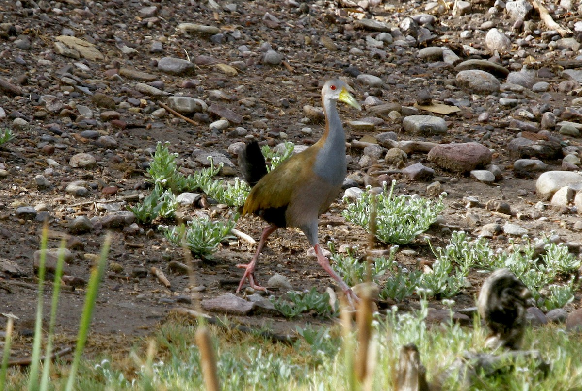 Giant Wood-Rail - ML610996779