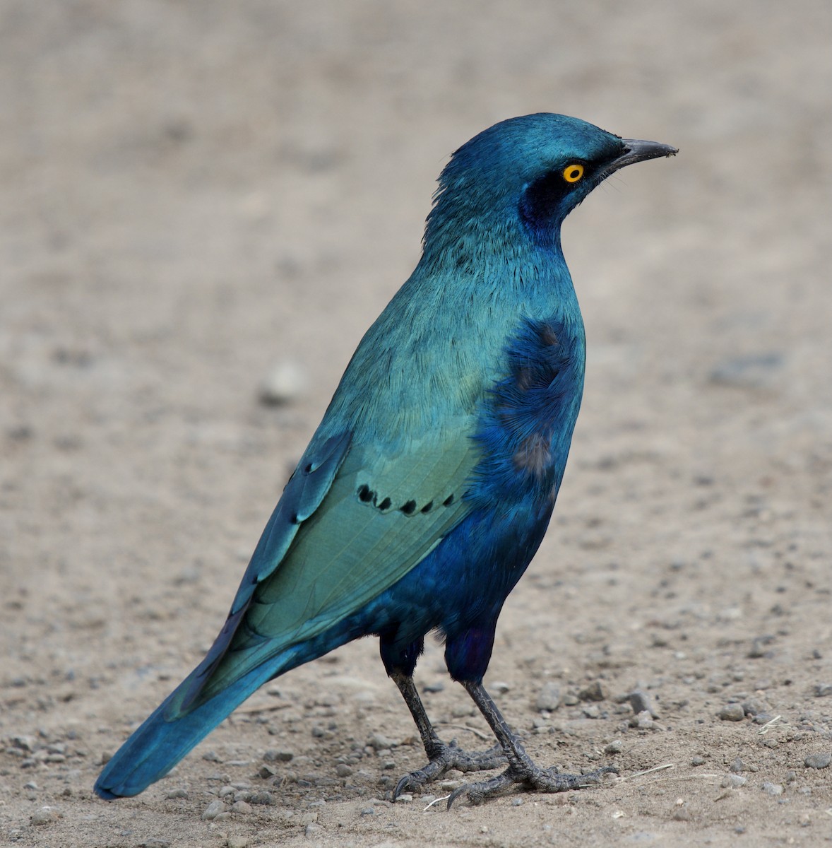 Greater Blue-eared Starling - Pauline Yeckley