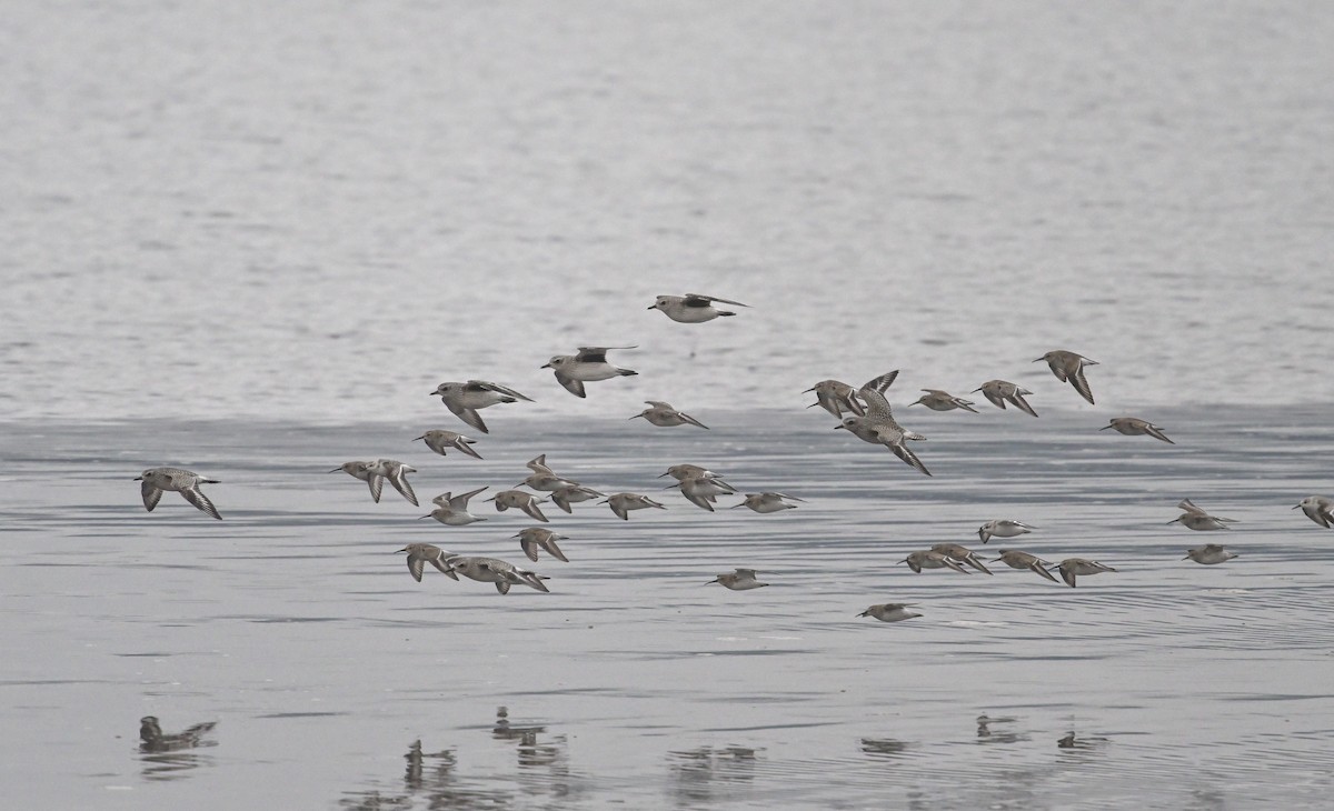 Black-bellied Plover - ML610996852